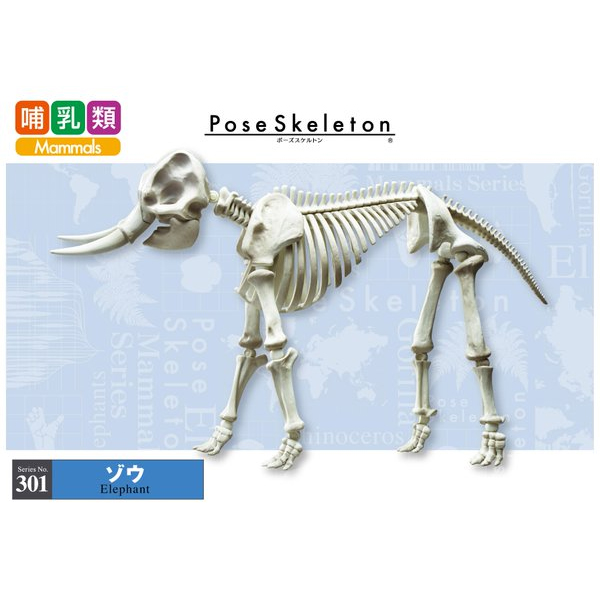 ����̷��� 301 �ڳ��� [12���԰��Ϸ�] [4521121301105]