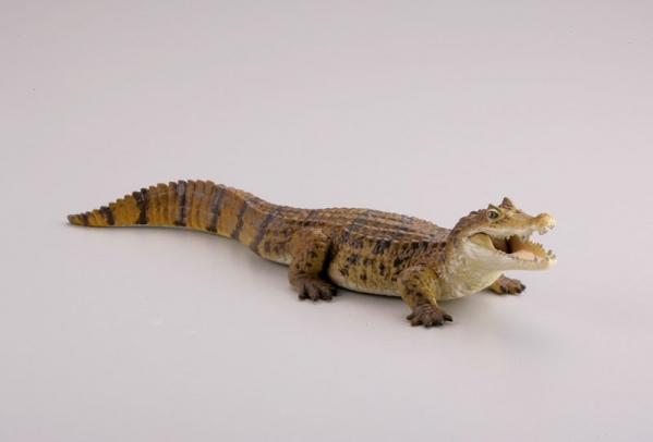 [����] ���ϵ巯�� �� ���� ���� ����II �� 2�� ���Ƹ޸�ī �Ƹ��� �� - �Ȱ�ī�̸�  [6���԰��Ϸ�] [4537807082336]