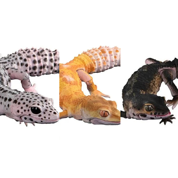 ���� �뵵�� ��庥�� �����ĵ� ���� 3�� ��Ʈ [11���԰��Ϸ�] [4570117962394]