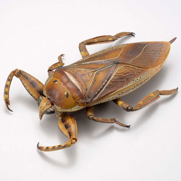 REVO GEO ���屺 [5���԰��Ϸ�] [4537807170040]