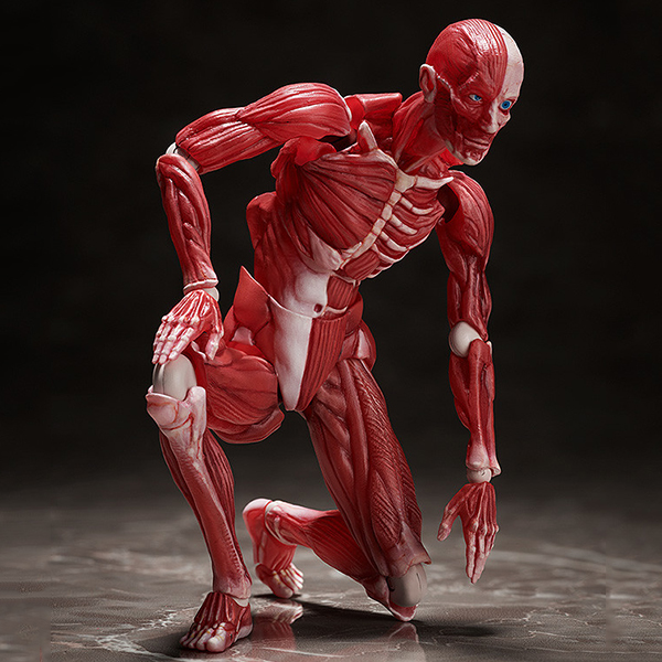 [�Ǳ׸�] ��ü���� [11���԰��Ϸ�] [4570001510427]