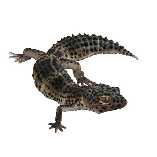 ���� �뵵�� ��庥�� ����Ƽ�� ����� �����ĵ� ����(ī��) [4���԰��Ϸ�] [4570118196033]