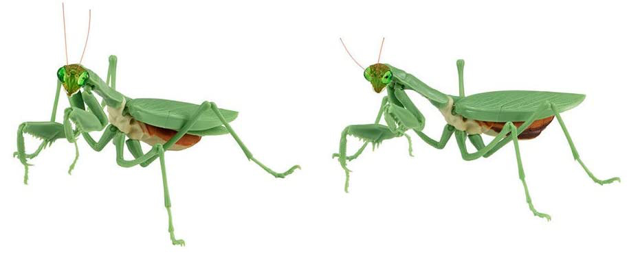 ĸ������ �縶��(���) [1���԰��Ϸ�] [4549660473572]