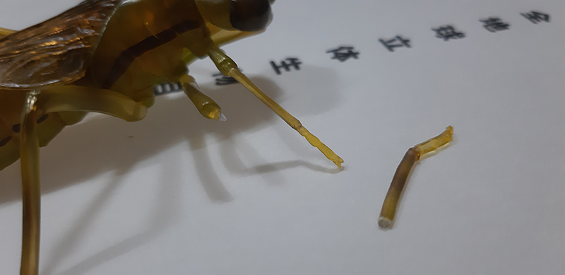 [����ǰ] REVO GEO ���屺   [4537807170040]