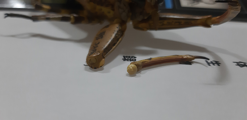 [����ǰ] REVO GEO ���屺   [4537807170040]