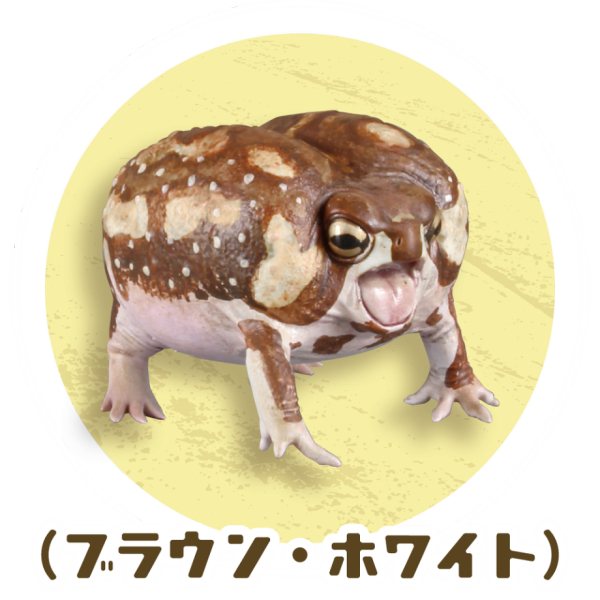 1/1 �Ƹ������� ����&�ҹ�����ڸ� ����(1�ڽ�4����) [8���԰��Ϸ�] [4582361785049]