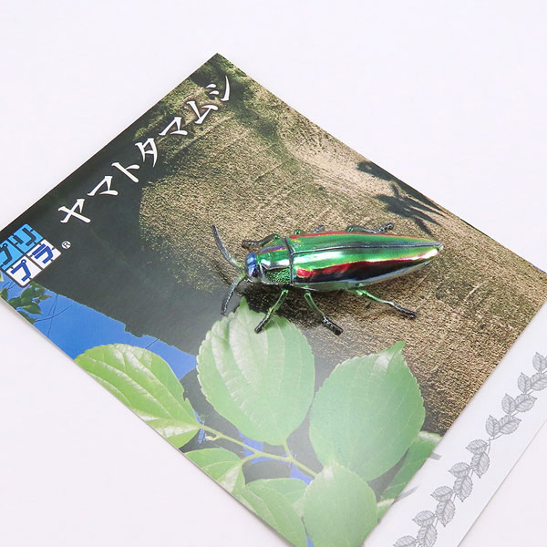 �������� ��ܹ��� [4���԰��Ϸ�] [4580614270540]