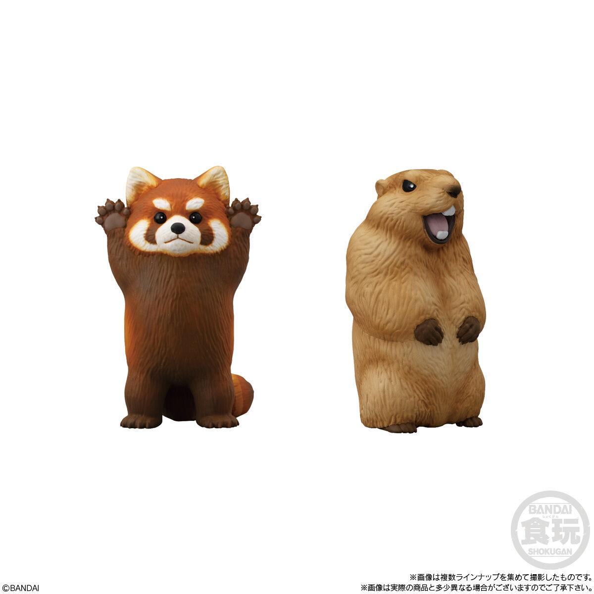 �չٴ� ģ���� 9ź(1�ڽ�12����) [8���԰��Ϸ�] [4549660957775]