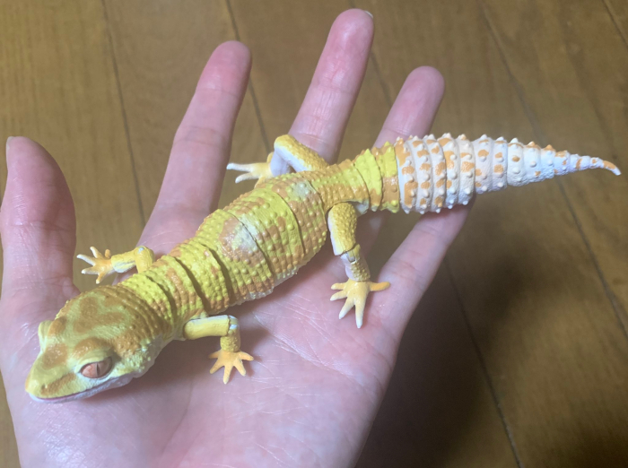 ���� �뵵�� ��庥�� �����ĵ� ���� 3�� ��Ʈ [11���԰��Ϸ�] [4570117962394]