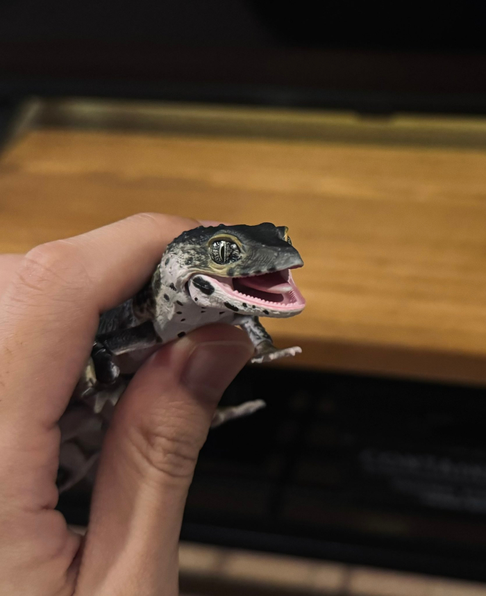 ���� �뵵�� ��庥�� �����ĵ� ���� 3�� ��Ʈ [11���԰��Ϸ�] [4570117962394]