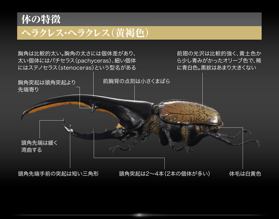 ���� �뵵�� ���꽺 ���Ŭ���� ���ǳ���� ���Ŭ���� [1���԰��Ϸ�] [4570117983016]