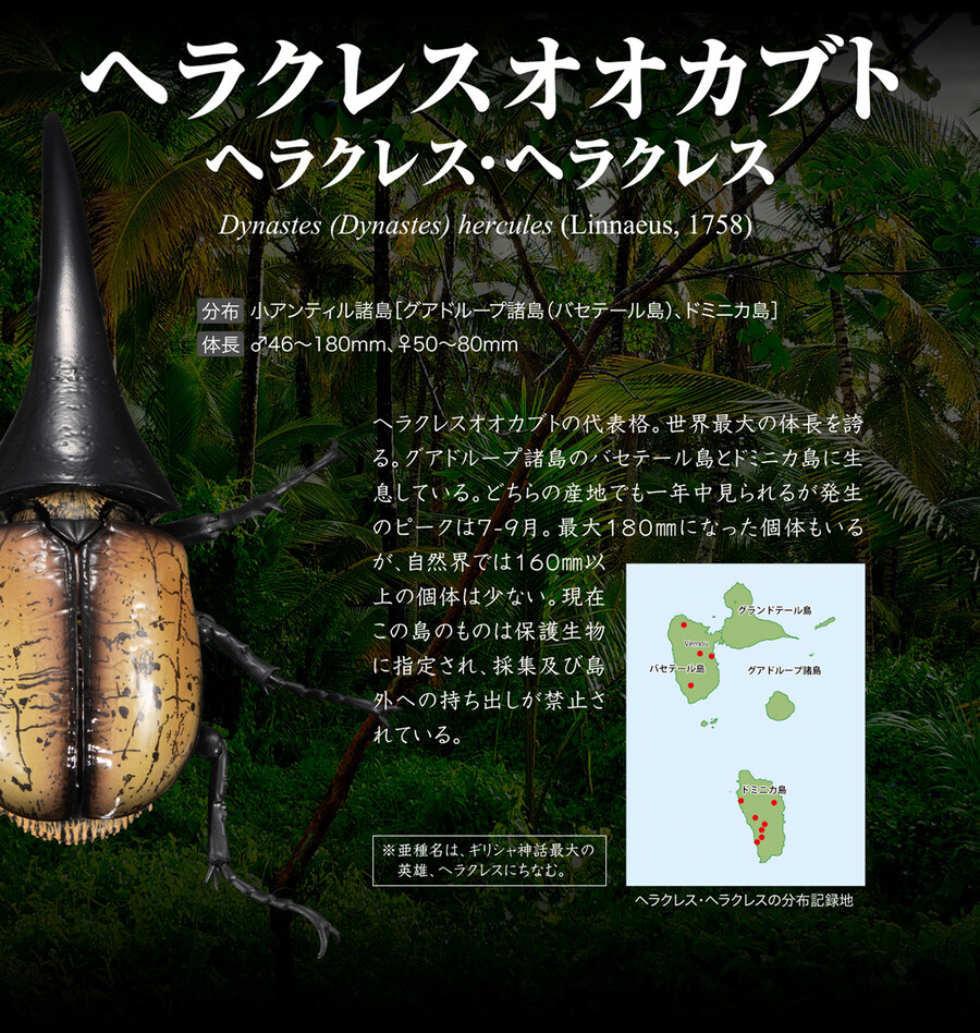 ���� �뵵�� ���꽺 ���Ŭ���� ���ǳ���� ���Ŭ���� [1���԰��Ϸ�] [4570117983016]