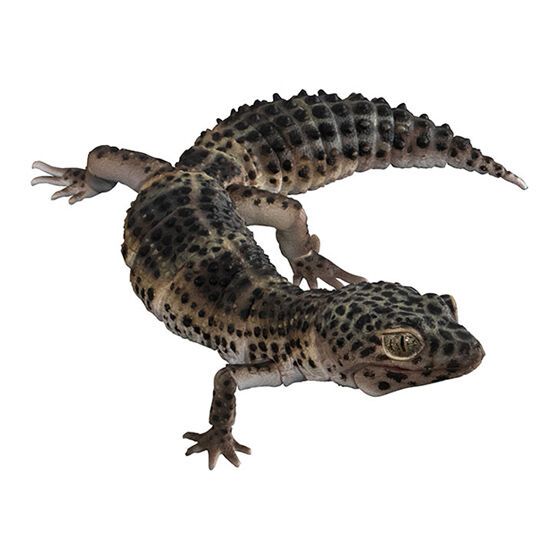 ���� �뵵�� ��庥�� ����Ƽ�� ����� �����ĵ� ����(ī��) [4���԰��Ϸ�] [4570118196033]